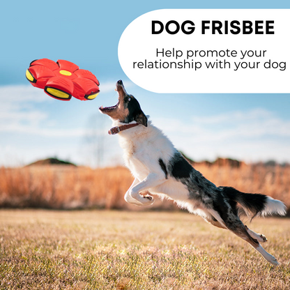 Beckett dog frisbee in bright blue with a smooth edge, designed for active dogs to catch and fetch during play.
