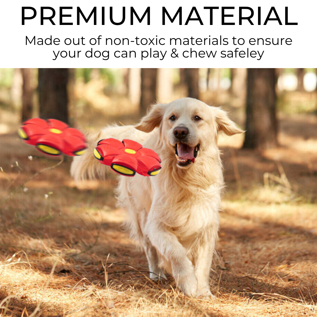Beckett dog frisbee made of premium material, shown in a close-up image ready for outdoor play and fetch games.